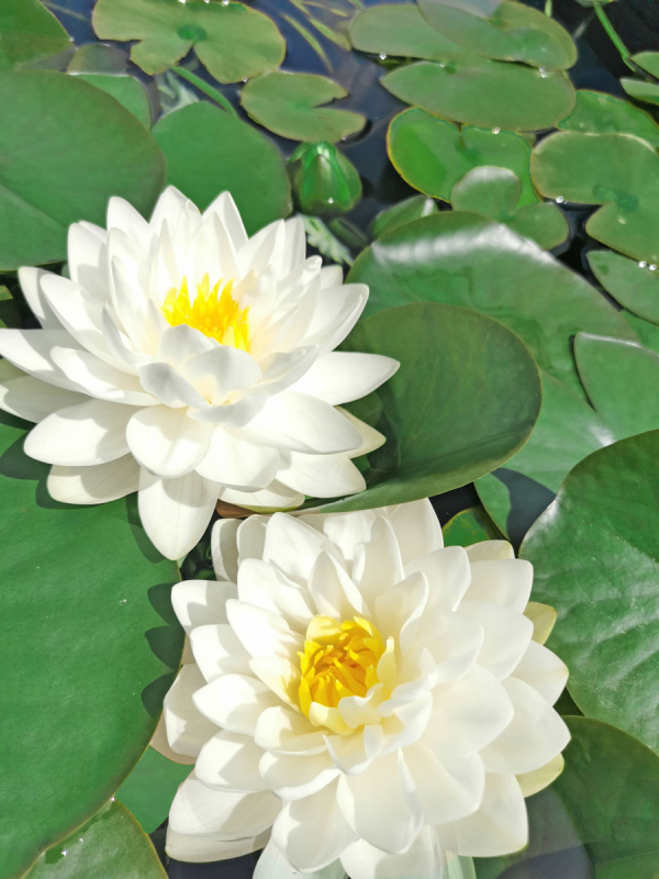 Seerose - Nymphaea Gonnere